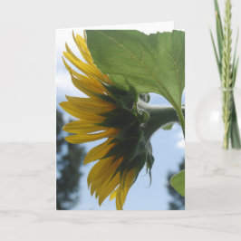 Cartes Pour Fêtes Annuelles Fleurs de soleil en France