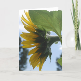 Cartes Pour Fêtes Annuelles Fleurs de soleil en France