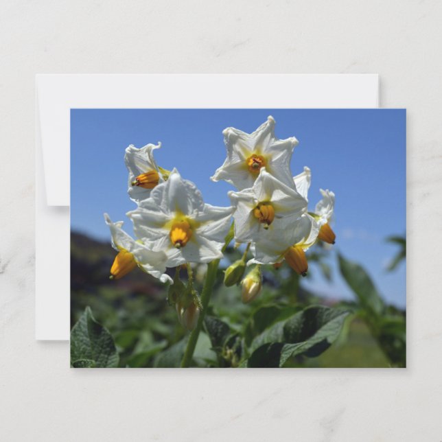 Cartes Pour Fêtes Annuelles Fleurs étoilées Solanum tuberosum (Devant)