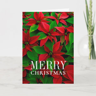 Cartes Pour Fêtes Annuelles Fleurs Poinsettites Rouges