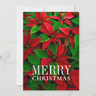 Cartes Pour Fêtes Annuelles Fleurs Poinsettites Rouges