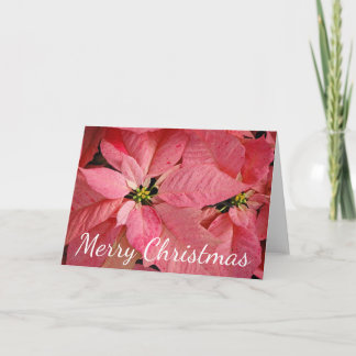 Cartes Pour Fêtes Annuelles Fleurs rouges de poinsettia de Noël