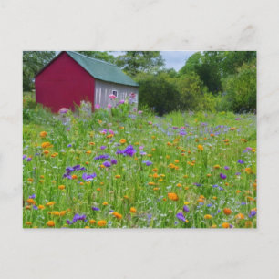 Cartes Pour Fêtes Annuelles Fleurs sauvages du pays