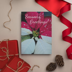 Cartes Pour Fêtes Annuelles Floral de Poinsettia rouge et blanche