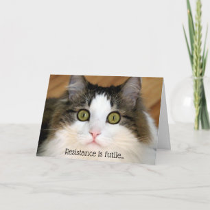 Cartes Pour Fêtes Annuelles Fluffy Visage Valentine Chat