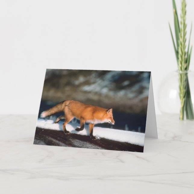 Cartes Pour Fêtes Annuelles Fox Coule En Neige (Devant)