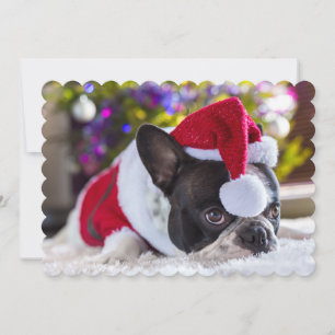Cartes Pour Fêtes Annuelles French Bulldog In Santa Hat Under Christmas Tree