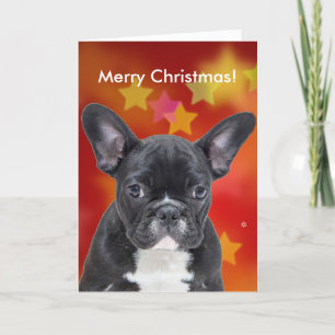 Cartes Pour Fêtes Annuelles French Bulldog Joyeux Noël Stars Card