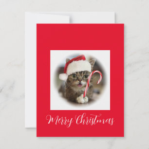 Cartes Pour Fêtes Annuelles Funny Christmas Chat Sucre de canne de détention
