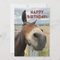 FUNNY Mule Anniversaire Animal Card Real Ears