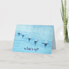 Cartes Pour Fêtes Annuelles Funny Swans Diving What's Up All Occasion Blank