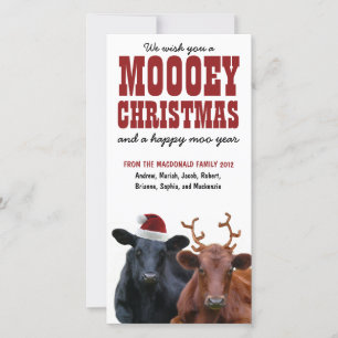 Cartes Pour Fêtes Annuelles Funny Vacances Vache Couple Moey Noël
