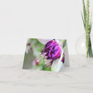 Cartes Pour Fêtes Annuelles Fushia II à peine pourpre