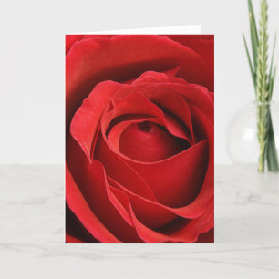 Cartes Pour Fêtes Annuelles Giant Rose Romantic Valentine