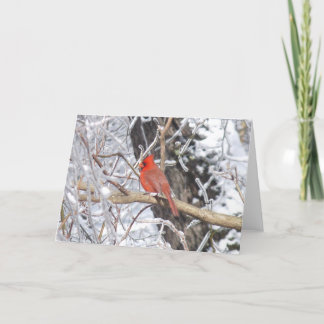 Cartes Pour Fêtes Annuelles 'Glace cardinale de n