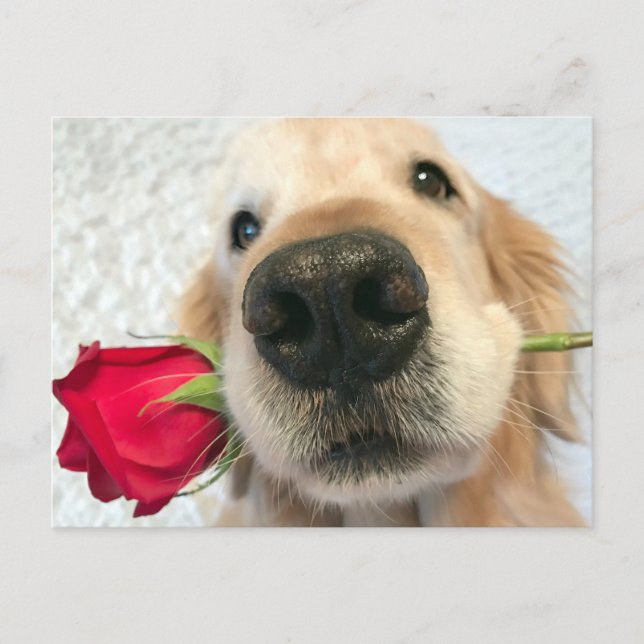 Cartes Pour Fêtes Annuelles Golden Retriever Dog with Red Rose Valentine's Day (Devant)