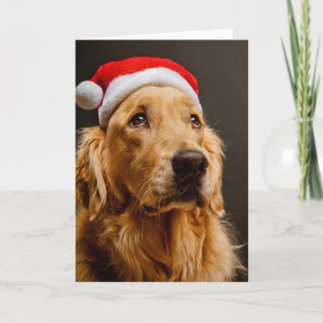 Cartes Pour Fêtes Annuelles Golden retriever posant pour son Noël (Devant)