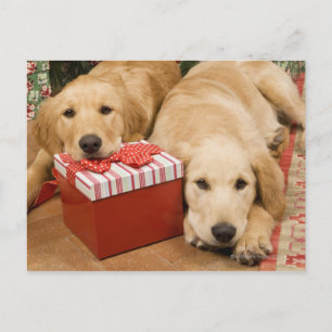 Cartes Pour Fêtes Annuelles Golden retriever puppies