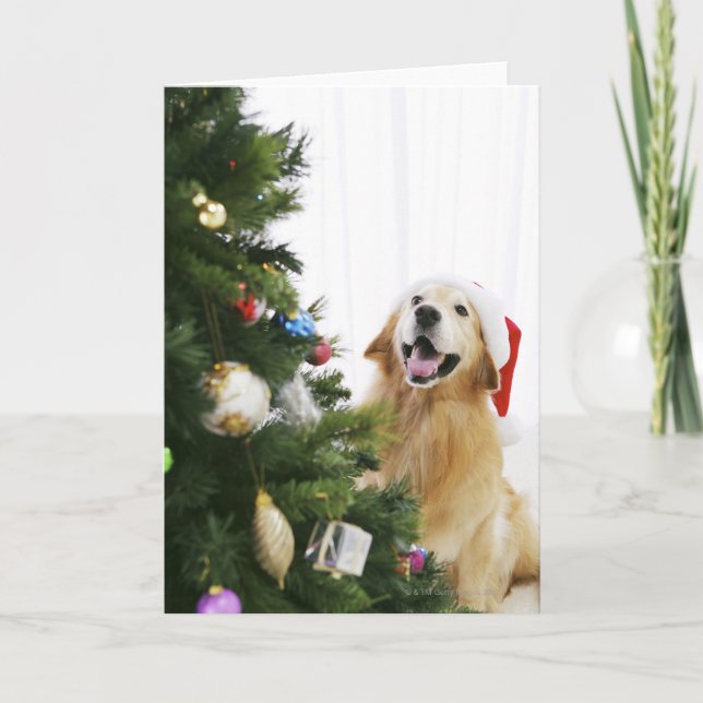 Cartes Pour Fêtes Annuelles Golden retriever qui observe l'arbre de Noël (Devant)