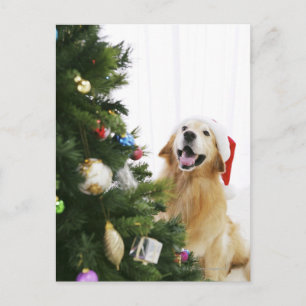 Cartes Pour Fêtes Annuelles Golden retriever which watches Christmas tree