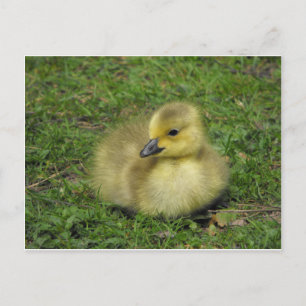Cartes Pour Fêtes Annuelles Goose Gosling Canada