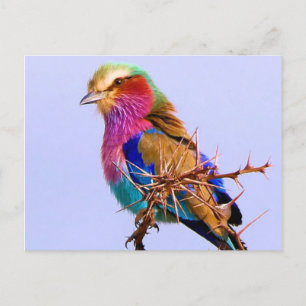 Cartes Pour Fêtes Annuelles Gorgeous Lilac-Breasted Roller African Bird