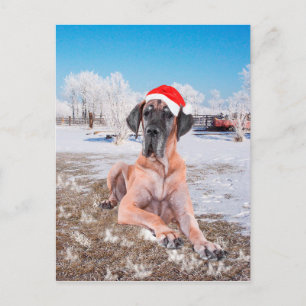 Cartes Pour Fêtes Annuelles Grand Danois Noël