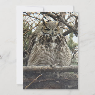 Cartes Pour Fêtes Annuelles Grand-duc d'Amérique - Numéro 4 Gros Floof