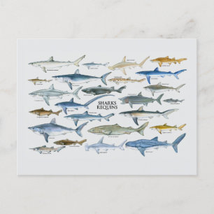 Cartes Pour Fêtes Annuelles Graphique Types de requins