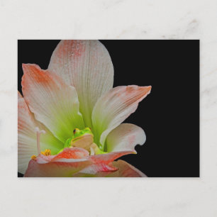 Cartes Pour Fêtes Annuelles Grenouille de Valentines