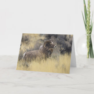 Cartes Pour Fêtes Annuelles Gros mouton de corne, Wyoming