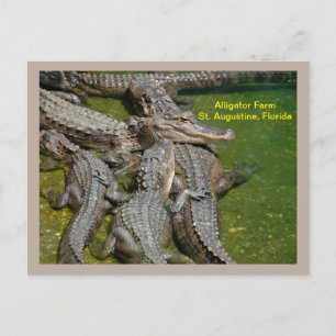 Cartes Pour Fêtes Annuelles Groupe d'alligators dans une ferme d'alligators
