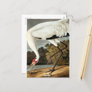 Cartes Pour Fêtes Annuelles Grue blanche par John James Audubon