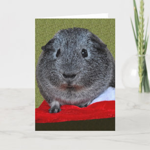 Cartes Pour Fêtes Annuelles Guinea Pig Christmas