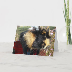 Cartes Pour Fêtes Annuelles Guinée Pig Christmas