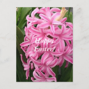 Cartes Pour Fêtes Annuelles Happy Easter Pink Hyacinths Flower Postcards