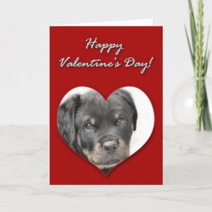 Cartes Pour Fêtes Annuelles Happy Valentine's Day Rottweiler Card