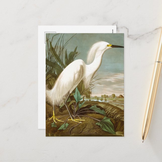 Cartes Pour Fêtes Annuelles Héron blanc par John James Audubon (Devant/Arrière en situation)
