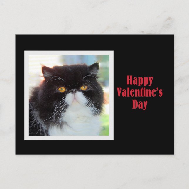 Cartes Pour Fêtes Annuelles Heureuse Sainte-Valentin de chat persan (Devant)