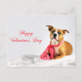 Cartes Pour Fêtes Annuelles Heureuse Sainte-Valentin Pitbull Puppy