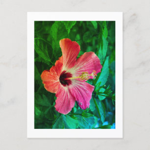 Cartes Pour Fêtes Annuelles Hibiscus