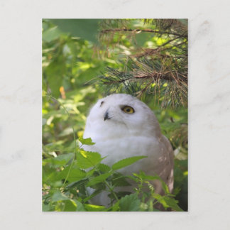 Cartes Pour Fêtes Annuelles Hibou mignon de Milou
