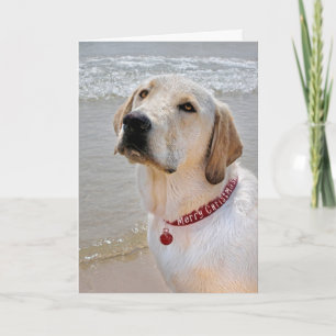 Cartes Pour Fêtes Annuelles Holiday Labrador Retriever