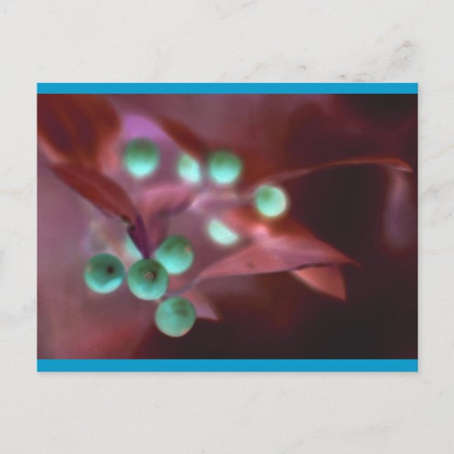 Cartes Pour Fêtes Annuelles Holly (Devant)