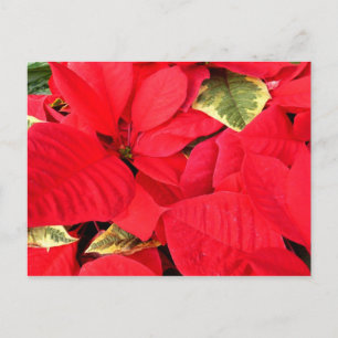 Cartes Pour Fêtes Annuelles Holly Point Poinsettias Noël Fête Florale
