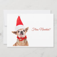 Humoristique | chihuahua drôle | unique et inhabit