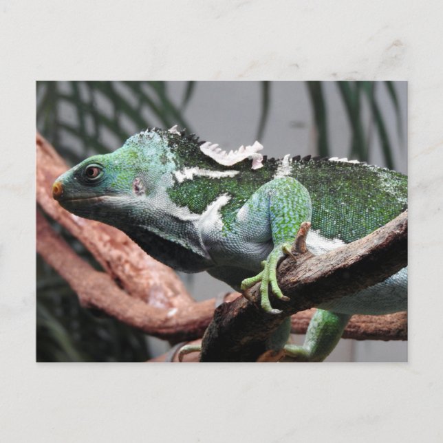 Cartes Pour Fêtes Annuelles Iguana Fijian Crested (Devant)