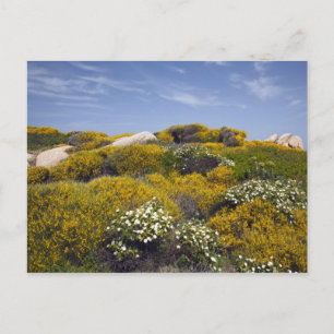 Cartes Pour Fêtes Annuelles Italie, Sardaigne, Père Noël Teresa Gallura. Capo