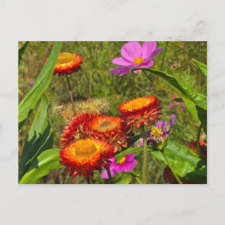 Cartes Pour Fêtes Annuelles Jardin d'été