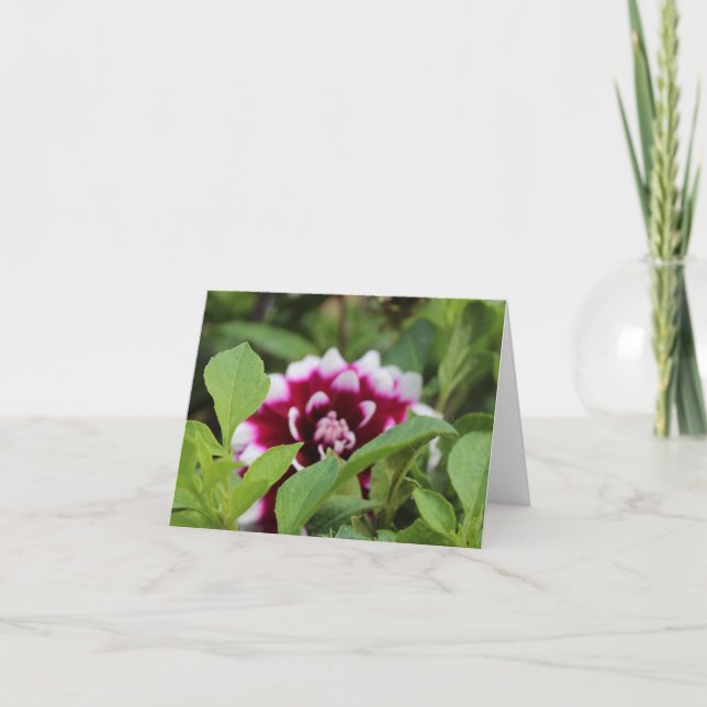 Cartes Pour Fêtes Annuelles Jardin rose Daliha Fête des mères  (Devant)